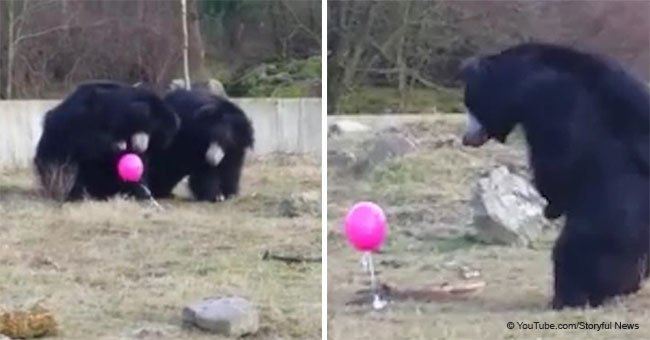 Confused bears have no idea how to react to a pink balloon 