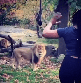 Myah Autry waving at the lions while inside their enclosure. | Source: YouTube/NBC New York