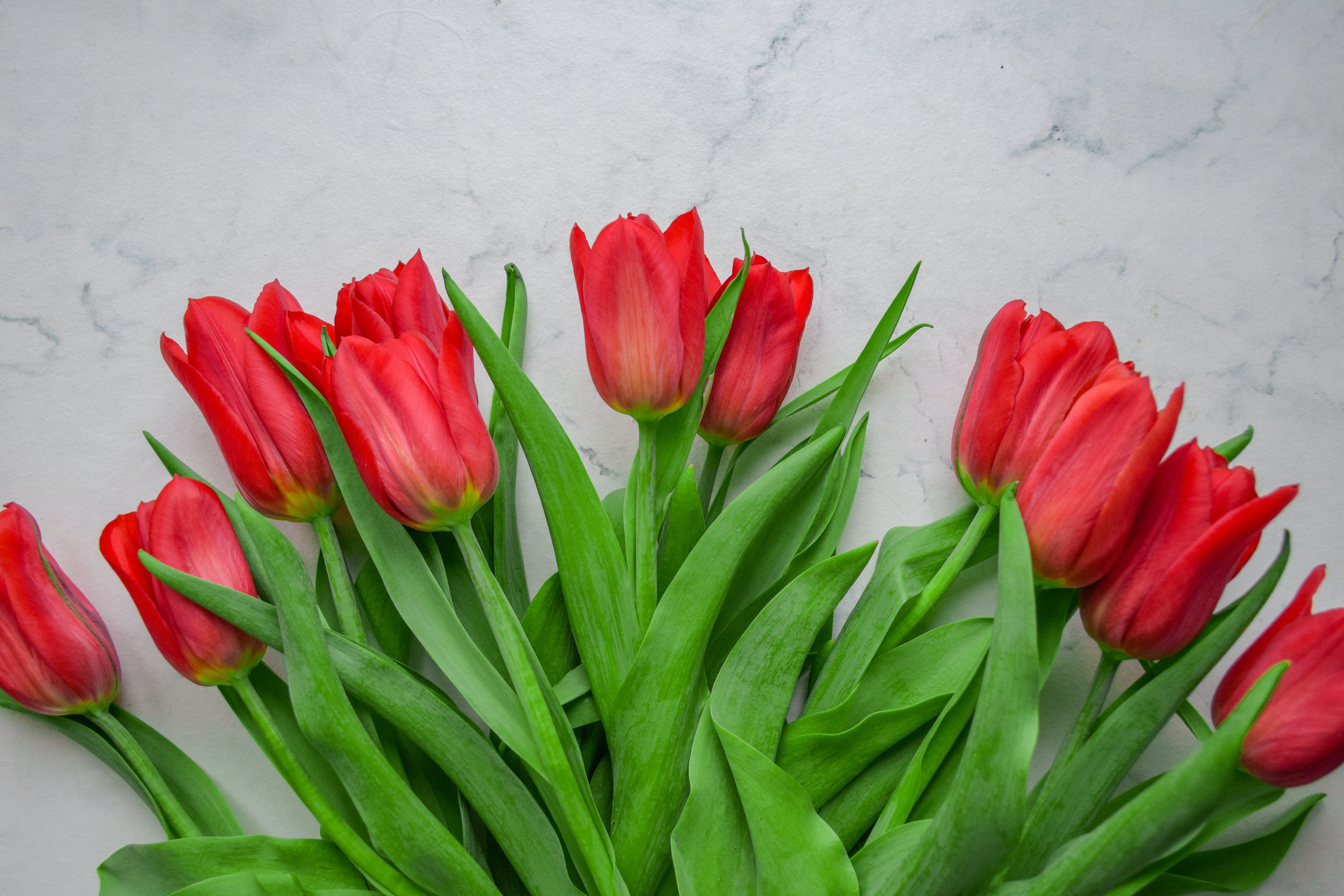 Hope und David stellen die Tulpen auf Claires Grab. | Quelle: Unsplash