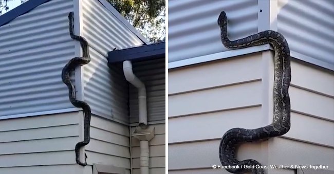 Homeowner shared terrifying video of huge snake trying to get inside house