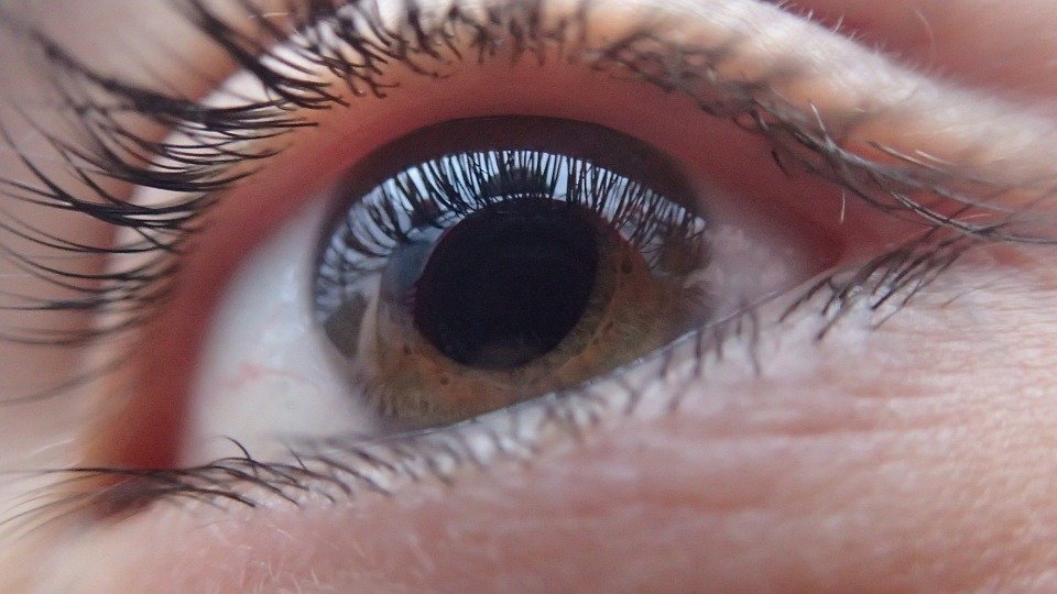 Ojo sano | Imagen tomada de: Pixabay Ojo sano | Imagen tomada de: Pixabay