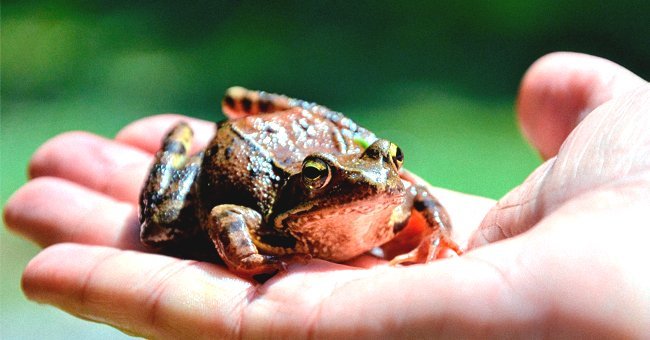 Photo of a frog on a human's palm | Photo: Shutterstock.com