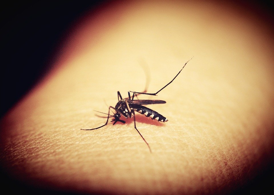 Mosquitos transmiten la malaria | Foto: Pixabay Mosquitos transmiten la malaria | Foto: Pixabay