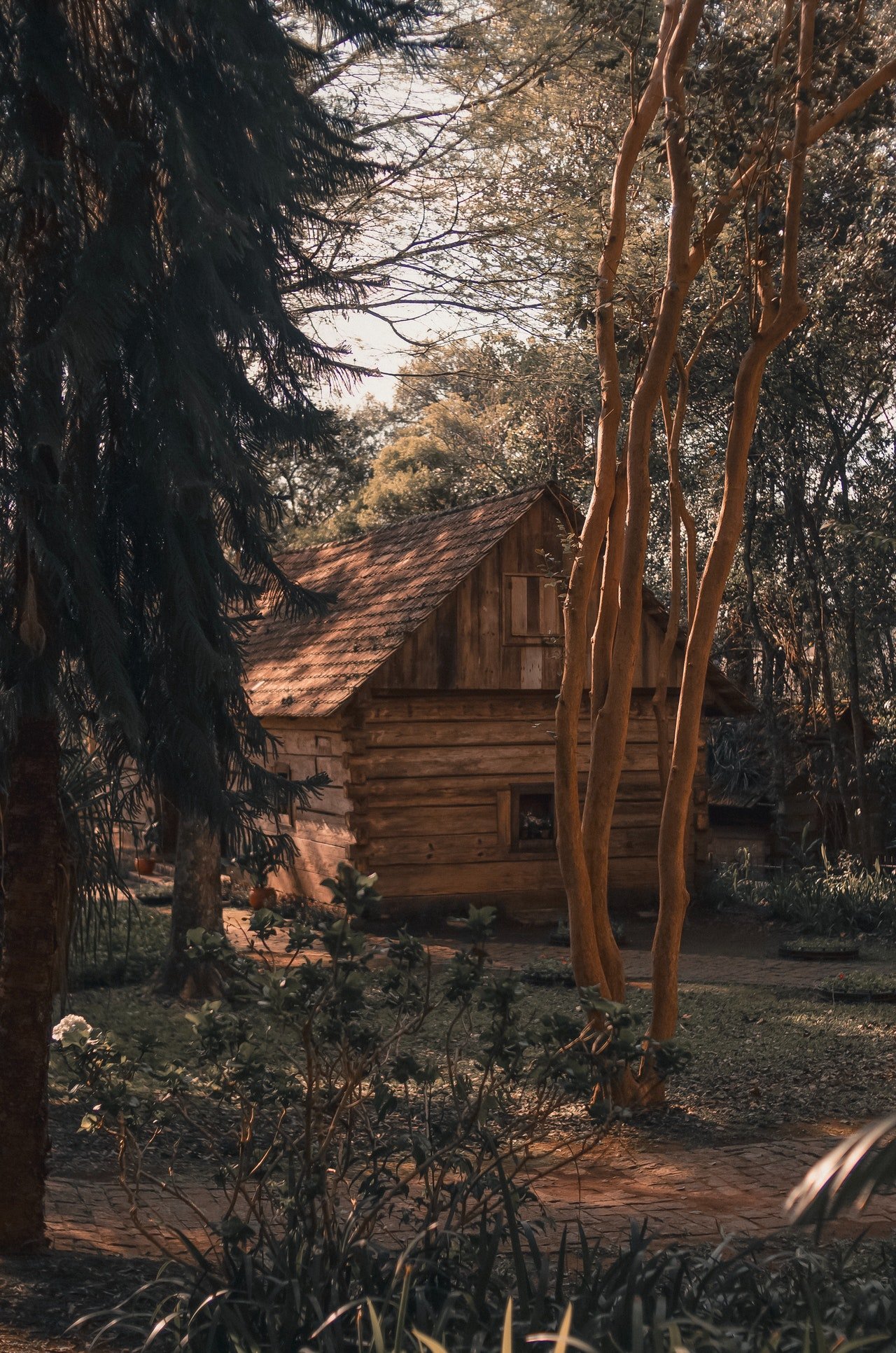 Photo of a cabin in the woods | Photo: Pexels