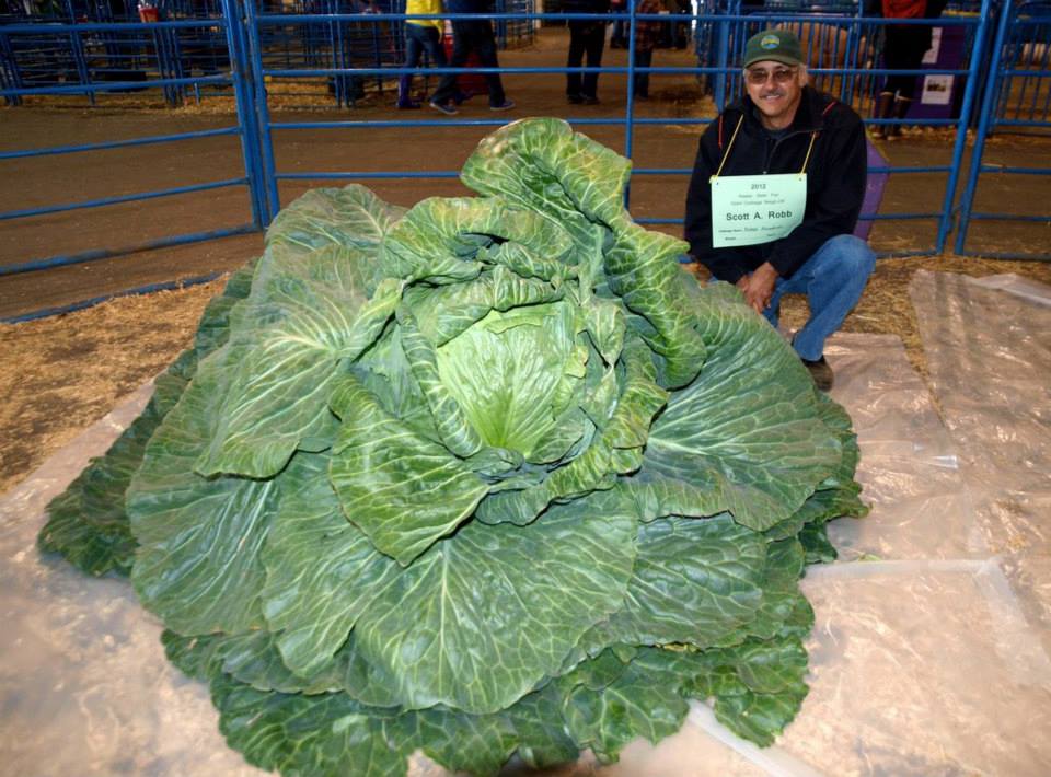 The world's heaviest cabbage grown by Scott A. Robb in 2012. | Source: facebook.com/Guinness World Records