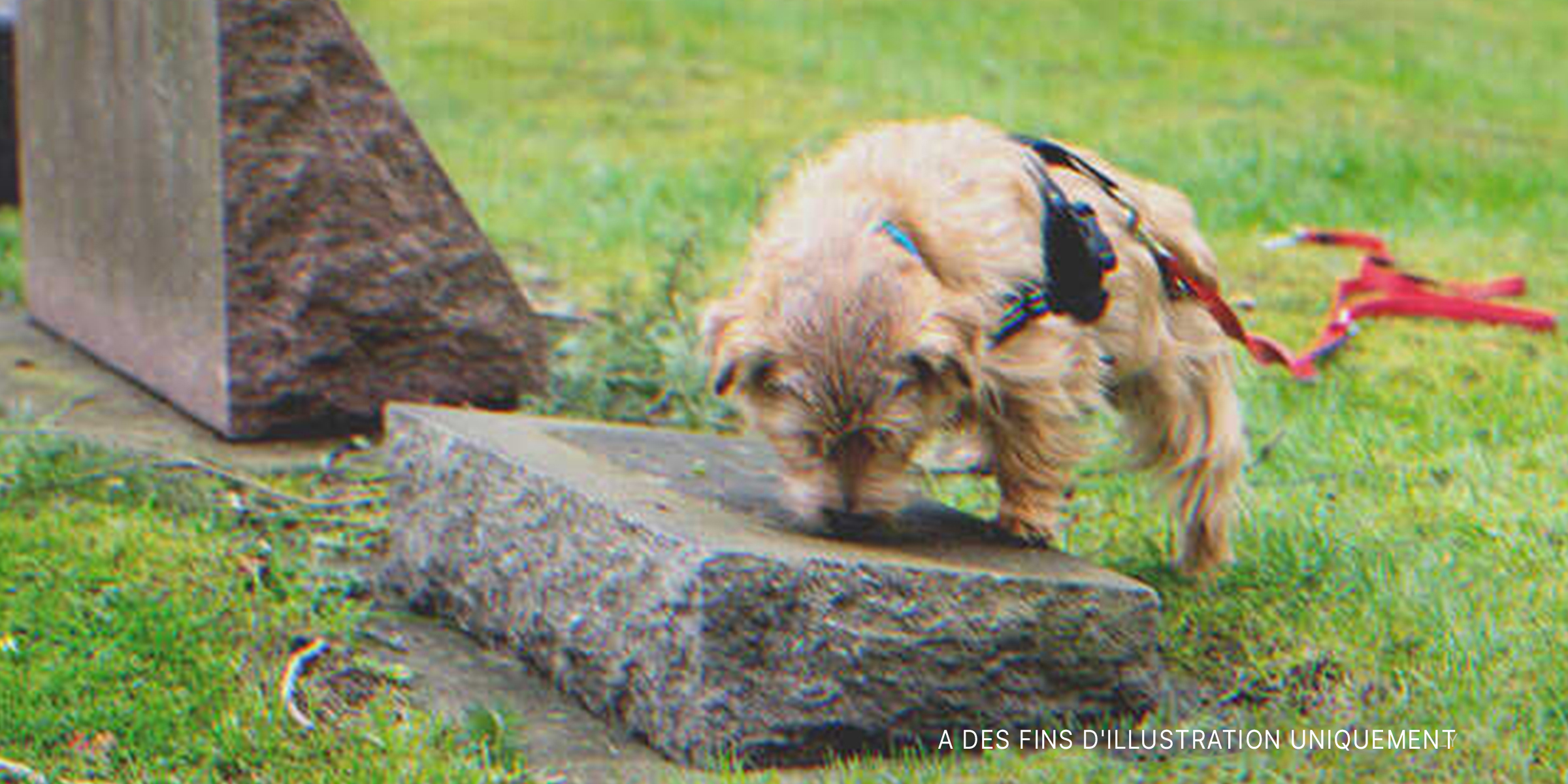 Un chien dans un cimetière | Source : Shutterstock