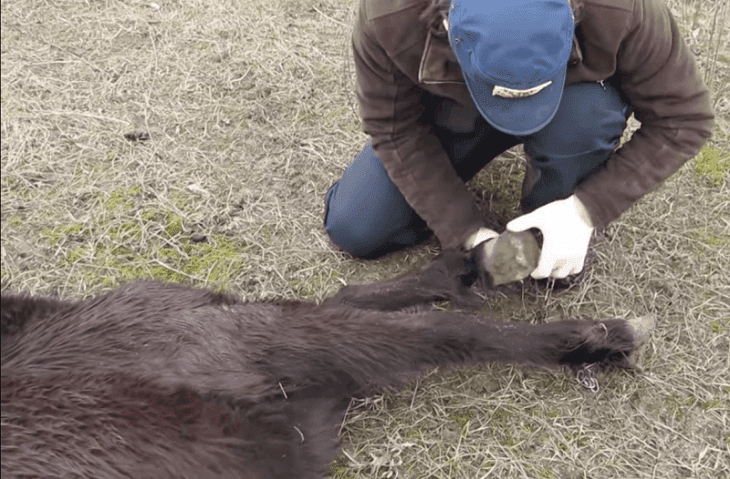 Quelle: YouTube/Four Paws International