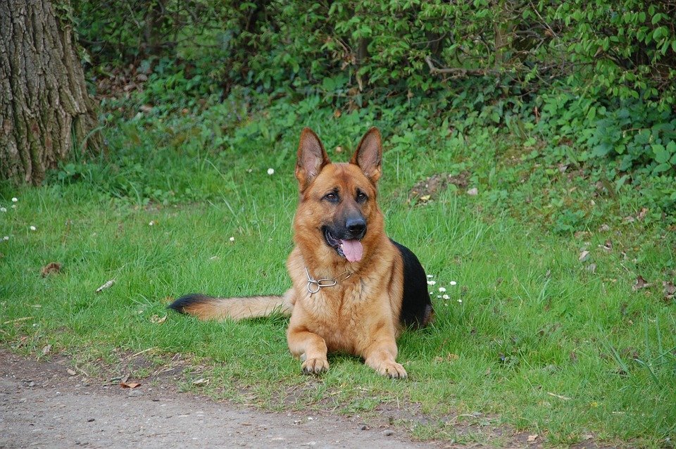 Deutscher Schäferhund auf dem Gras liegend. | Quelle: Pixabay