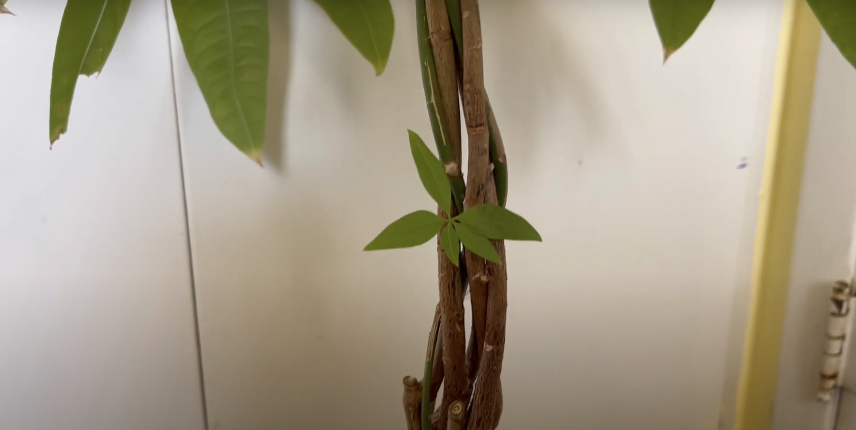 A braided money tree | Source: YouTube/Renata's Garden