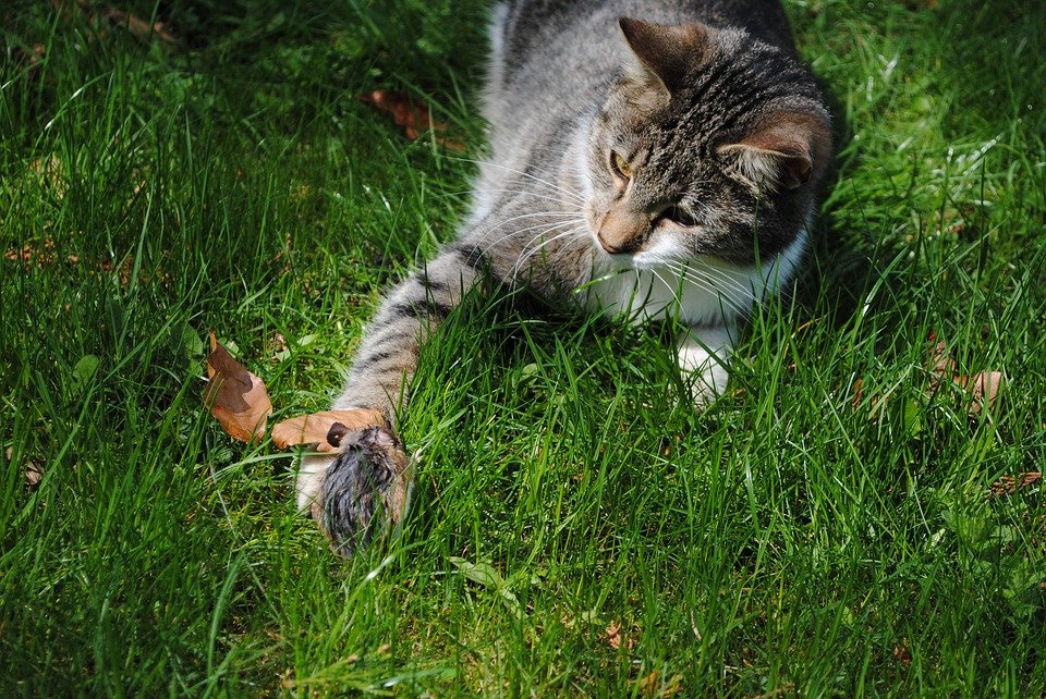 Gato y ratón sobre el pasto. | Imagen: Pixabay