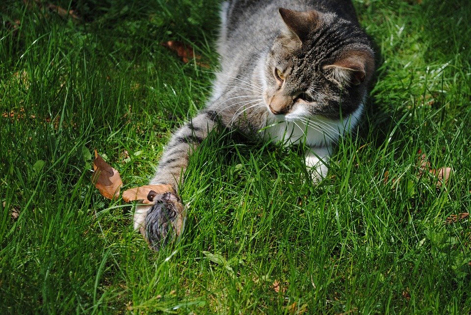 Gato y ratón sobre el pasto. | Imagen: Pixabay Gato y ratón sobre el pasto. | Imagen: Pixabay