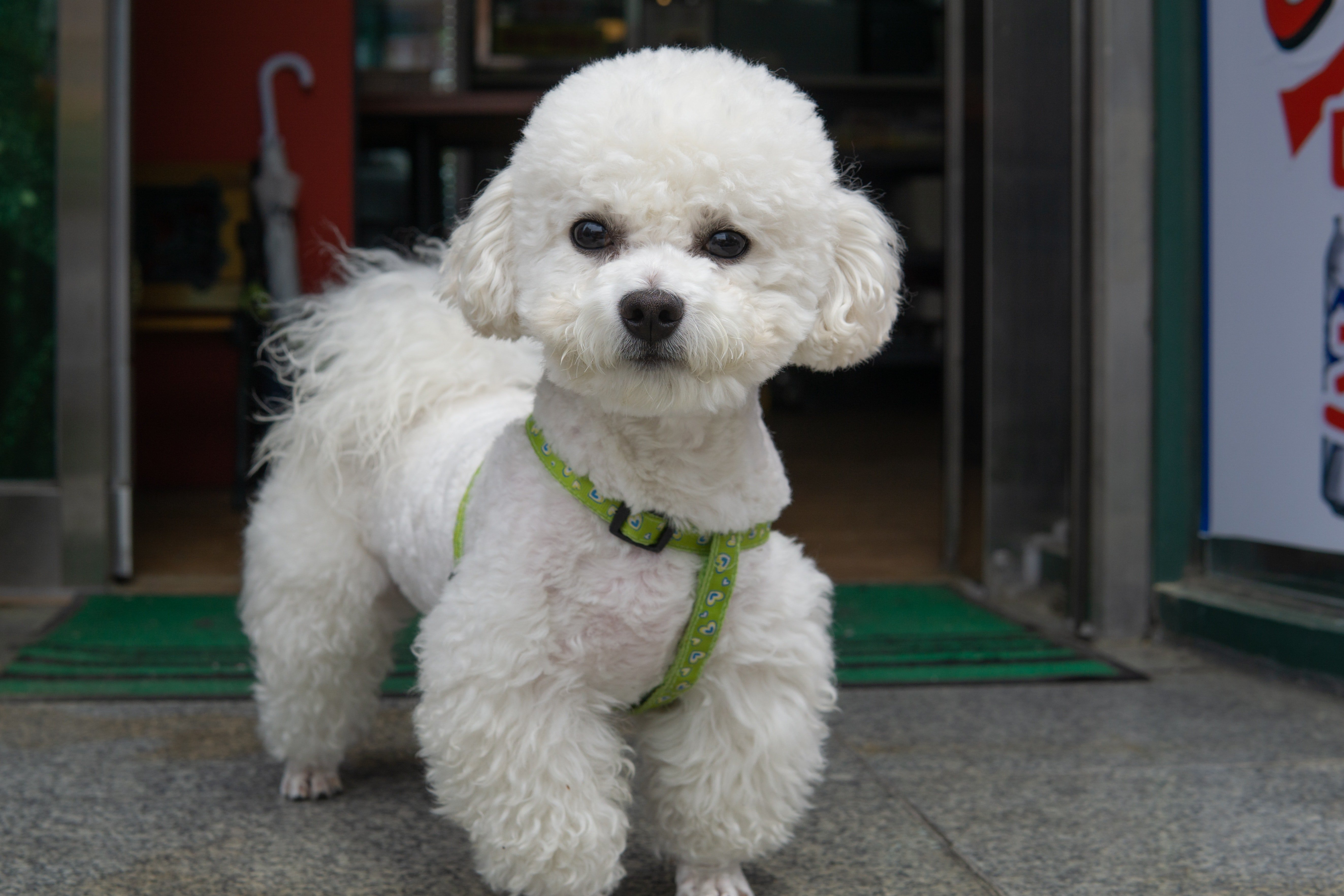 Elizabeth and Martha bumped into an adorable poodle while walking in Manhattan. | Photo: Pexels