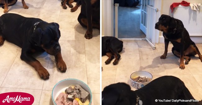 Woman places food in front of her dogs. But they wait until she says, 'Go'