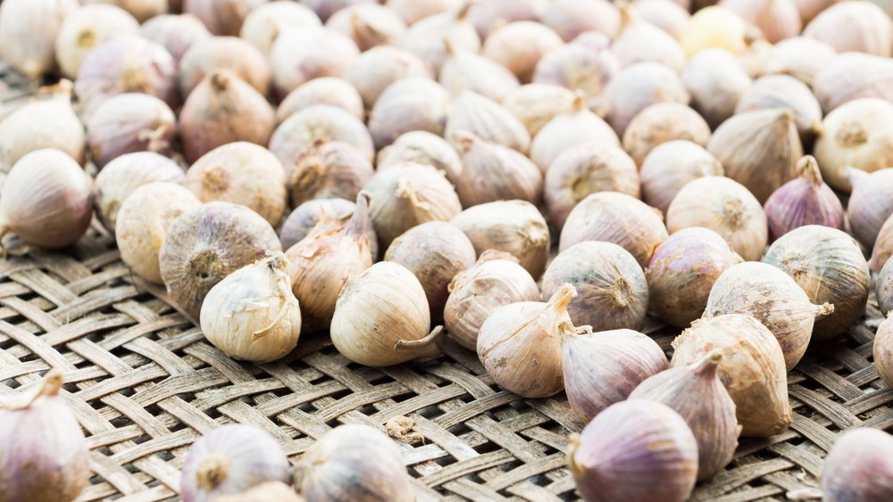 Bulbes d'oignons attaqués par le mildiou | photo : Shutterstock