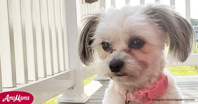 Dog tries to wear dad’s dentures and gets new 'Cheshire Cat' smile