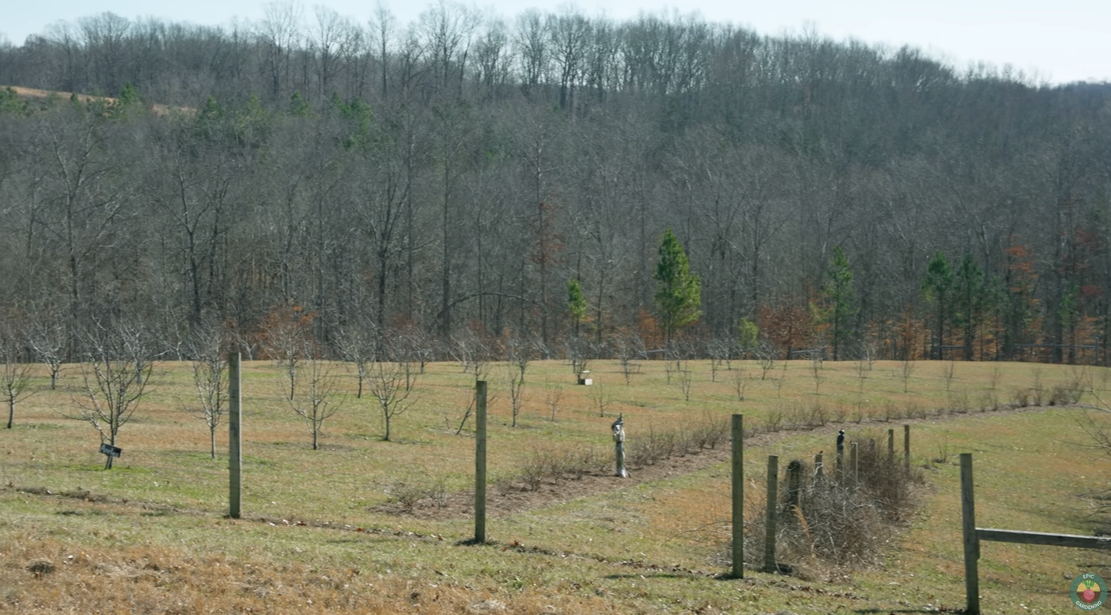 A view of Carrie Underwood's orchard on February 18, 2023, in Franklin, Nashville. | Source: YouTube/EpicGardening