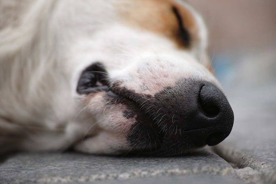 El dueño se mostró afectado por lo que hizo con sus perros │Imagen tomada de: Pixabay
