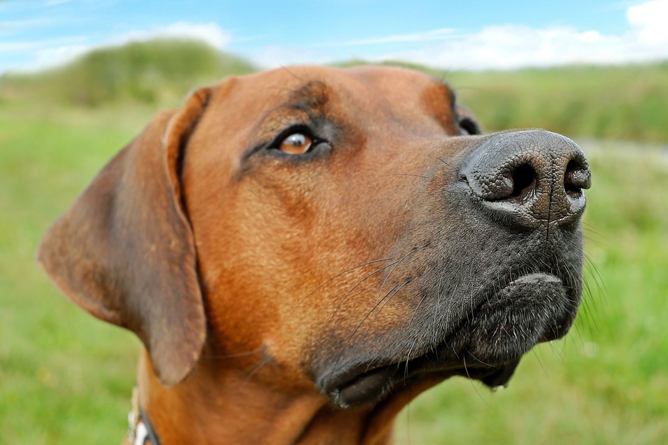 Perro alerta / Imagen tomada de: Pixabay Perro alerta / Imagen tomada de: Pixabay