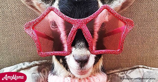 Goat's anxiety can only be quietened with one special outfit
