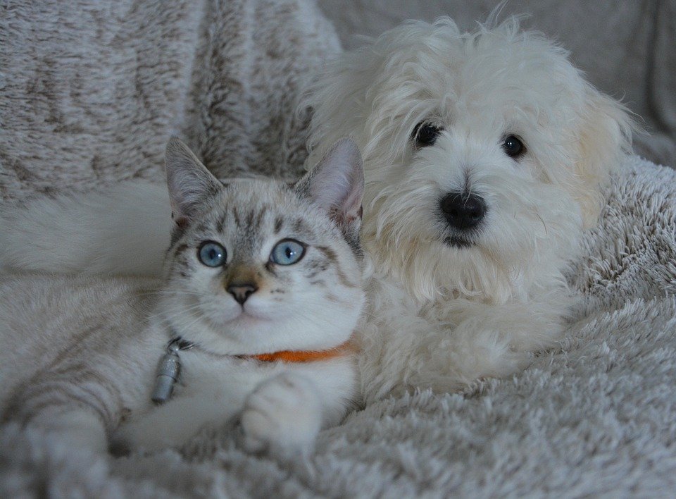 Perro y gato juntos / Imagen tomada de: Pixabay