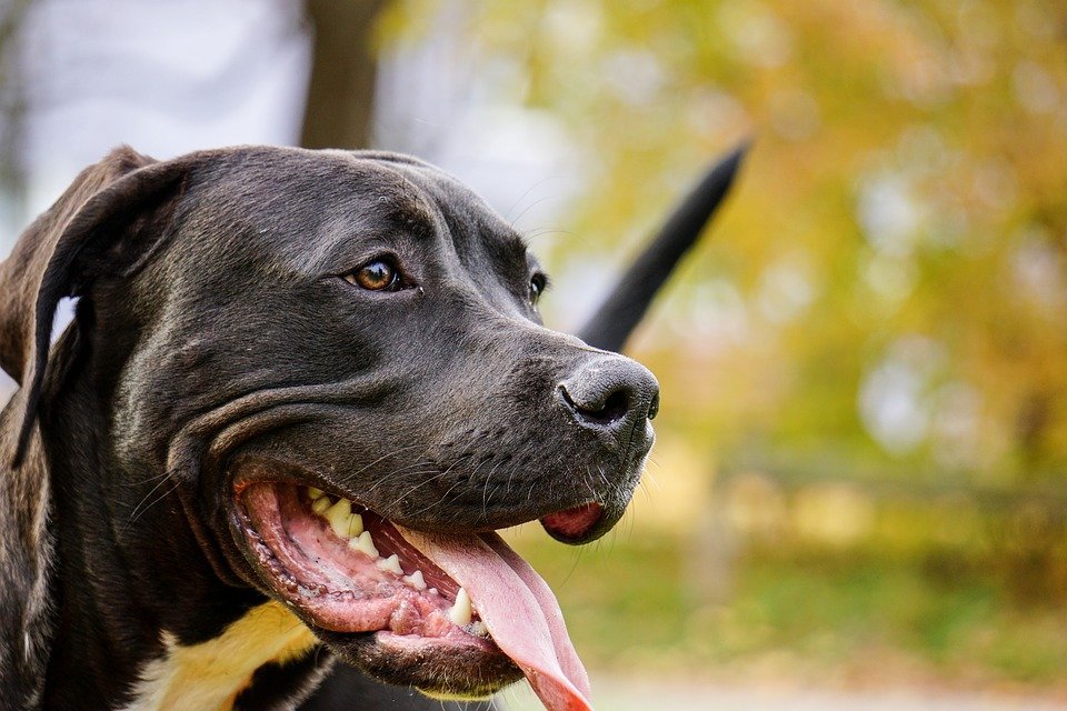 Photo Perro| : Pixabay