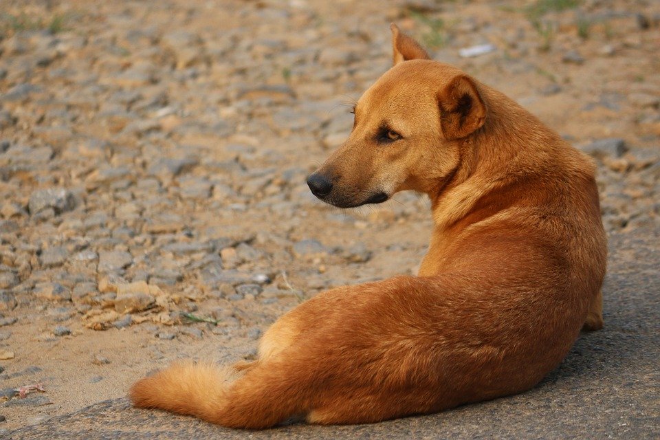 Un chien dans la rue │Image : Pixabay