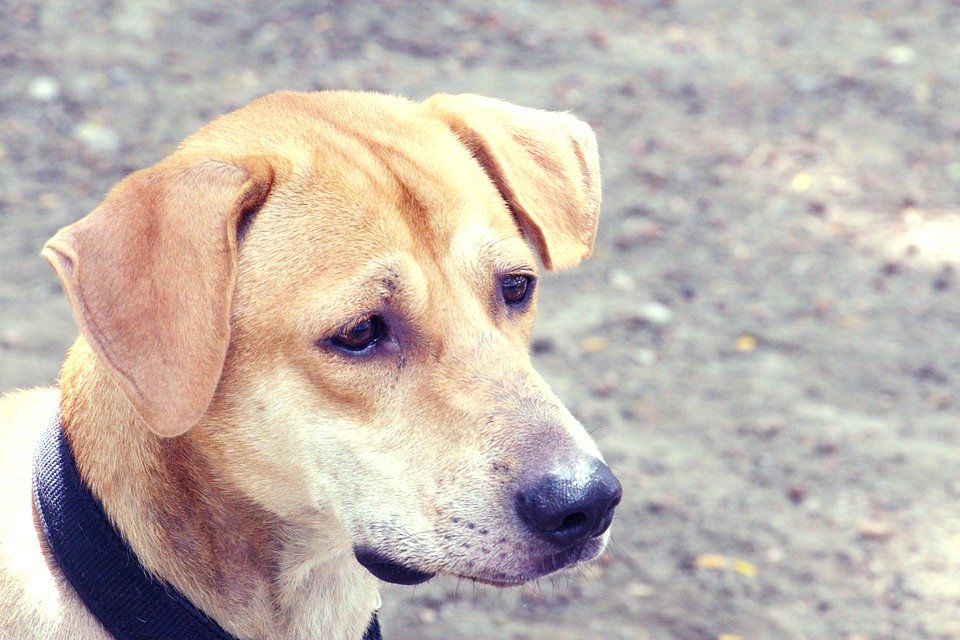 Retrato de perro callejero. | Imagen: Max Pixel
