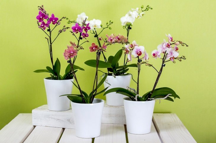 Orquídeas.| Imagen: Pixabay