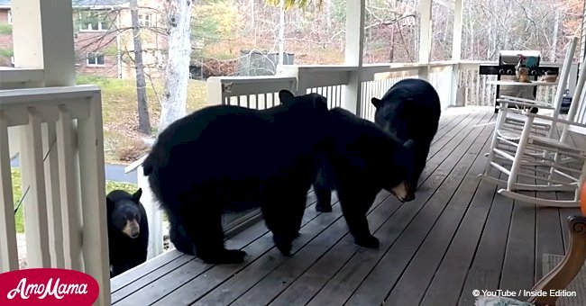 Unusual fluffy guests call almost daily at this man's house looking for food