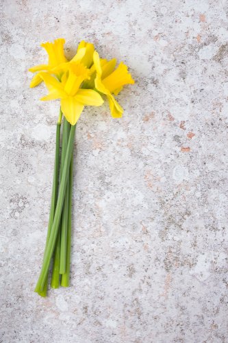 Un montón de narcisos. | Foto: Shutterstock. Un montón de narcisos. | Foto: Shutterstock.