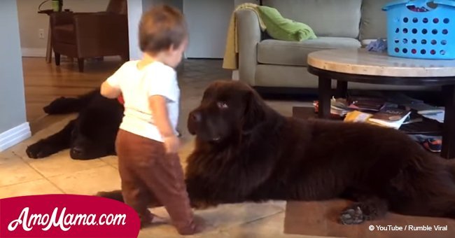 Baby wanted to kiss a dog on the snout, but the animal decided to act in response