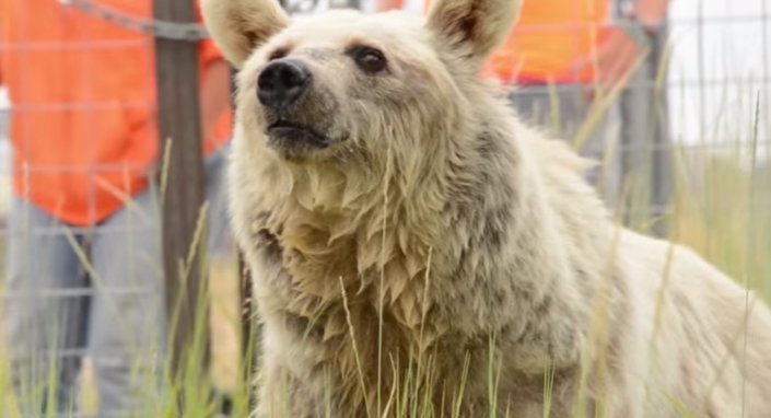 Imagen tomada de: Youtube/PETA (People for the Ethical Treatment of Animals) Imagen tomada de: Youtube/PETA (People for the Ethical Treatment of Animals)
