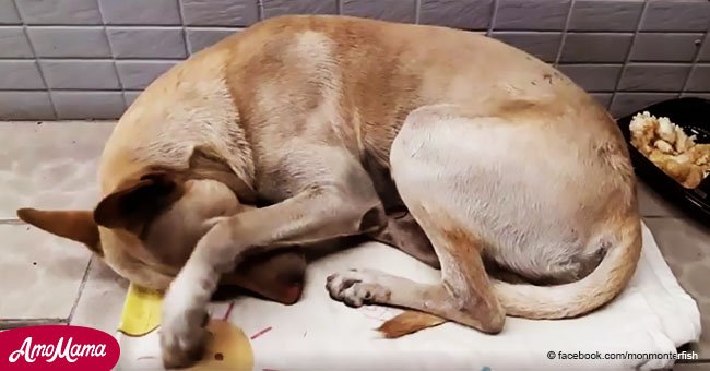 Un chien au coeur brisé a attendu son maître devant un magasin pendant six mois sans jamais savoir qu'il avait été abandonné