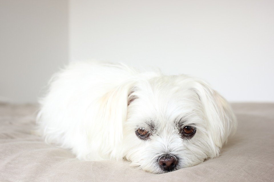 Perrito blanco de raza pequeña recostado sobre una colcha con semblante triste. | Imagen: Pixabay Perrito blanco de raza pequeña recostado sobre una colcha con semblante triste. | Imagen: Pixabay