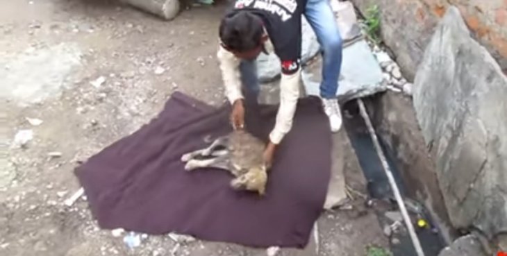 Rescate de perrito en alcantarilla. | Imagen: YouTube/Animal Aid Unlimited, India