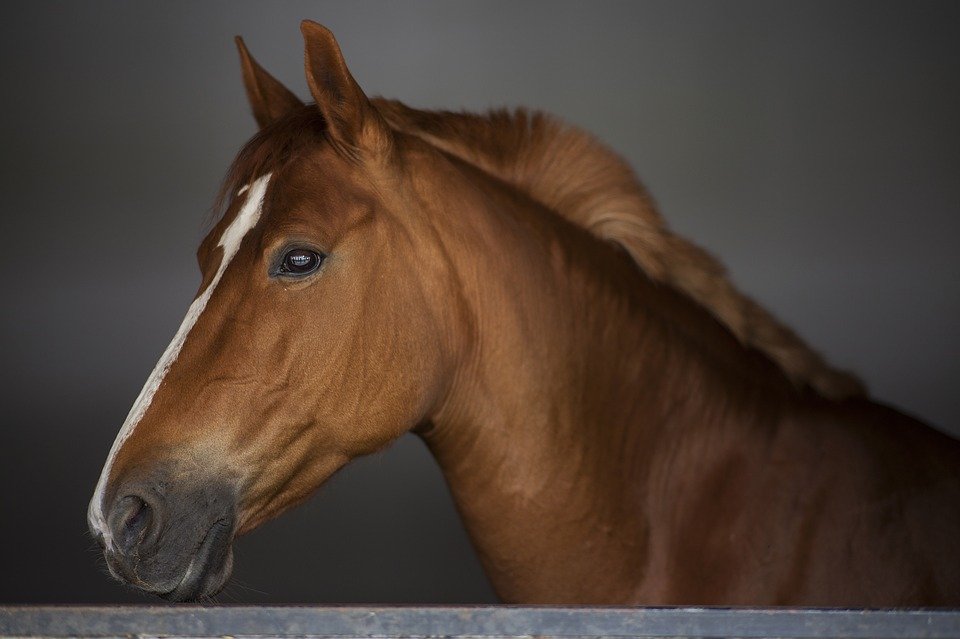 A brown horse. | Photo: Pixabay