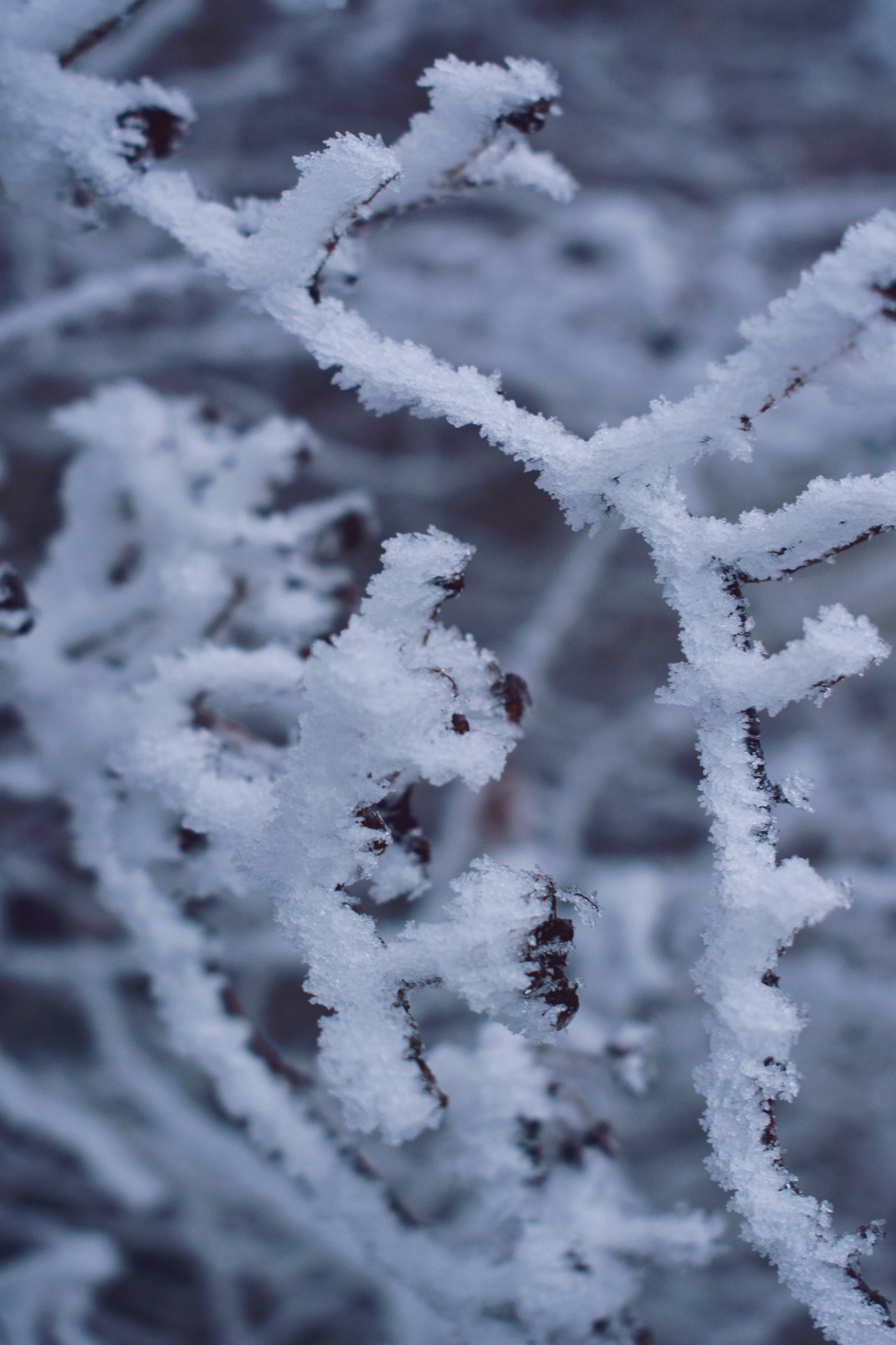 Snow on a tree. | Source: Pexels