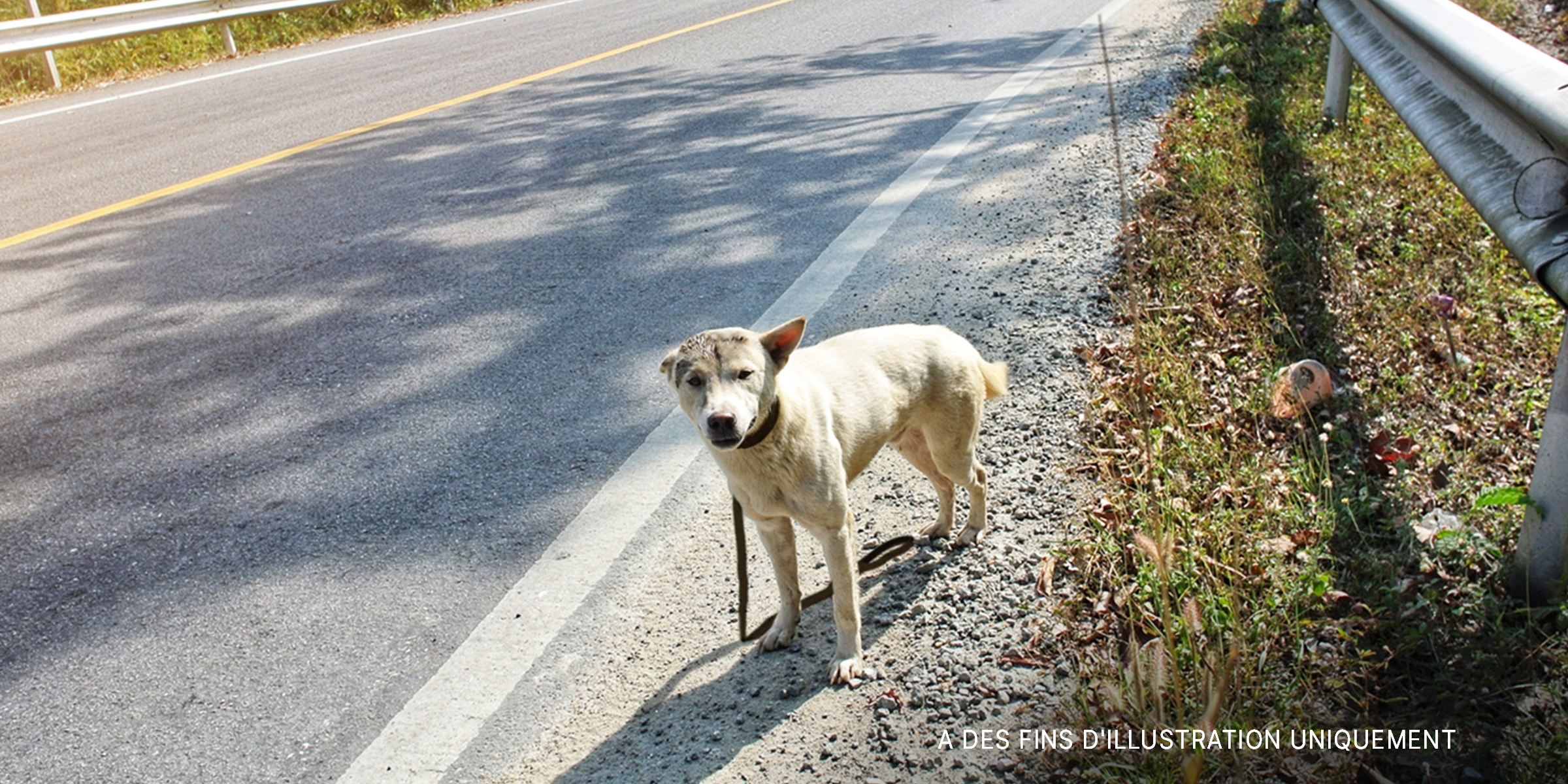 Un chien bloqué sur une route. | Source : Shutterstock