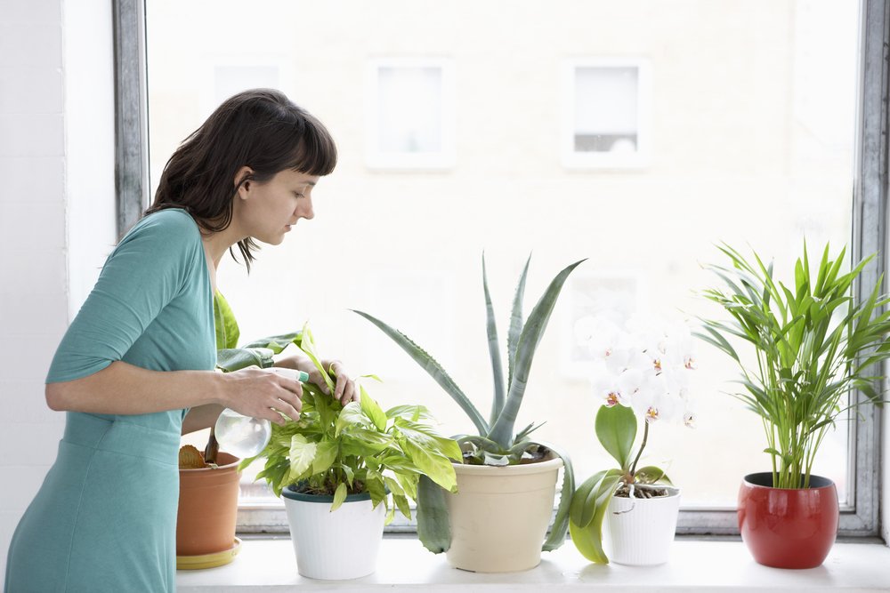 A woman sprays plants in flowerpots by window. | Photo: Shutterstock