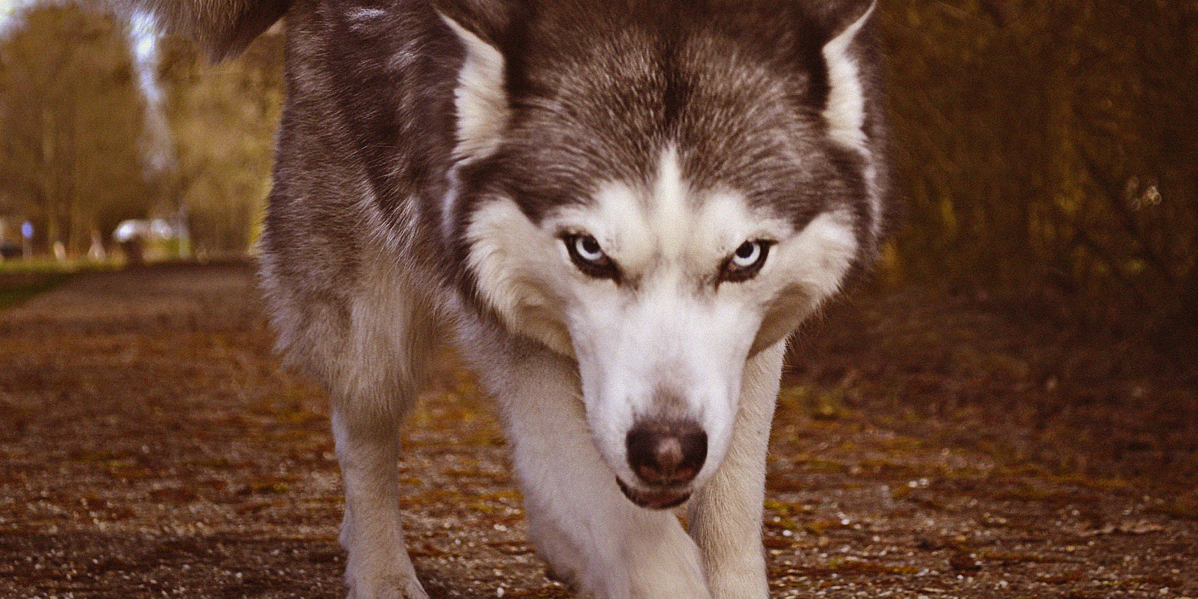 Unsplash | Wolf in the woods