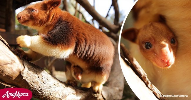 Rare tree kangaroo gave birth to a new baby (video)