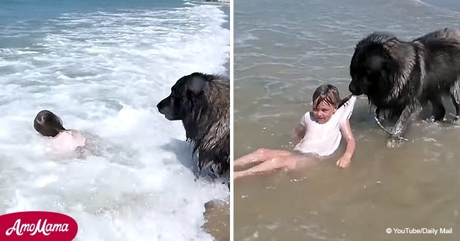 Dog rescues owner's granddaughter from imagined drowning (video)