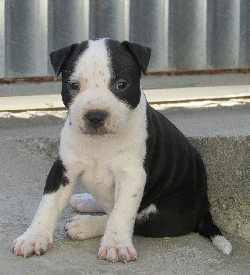 A 45-day-old black nose female puppy photographed on August 29, 2015 | Photo: Wikipedia/Dog789/Dog black and white puppy/CC BY-SA 4.0