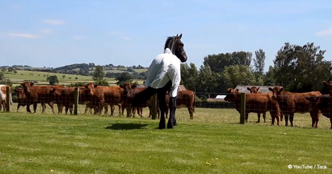 Elegant horse approaching a herd of cows and their 'acquaintance' goes viral