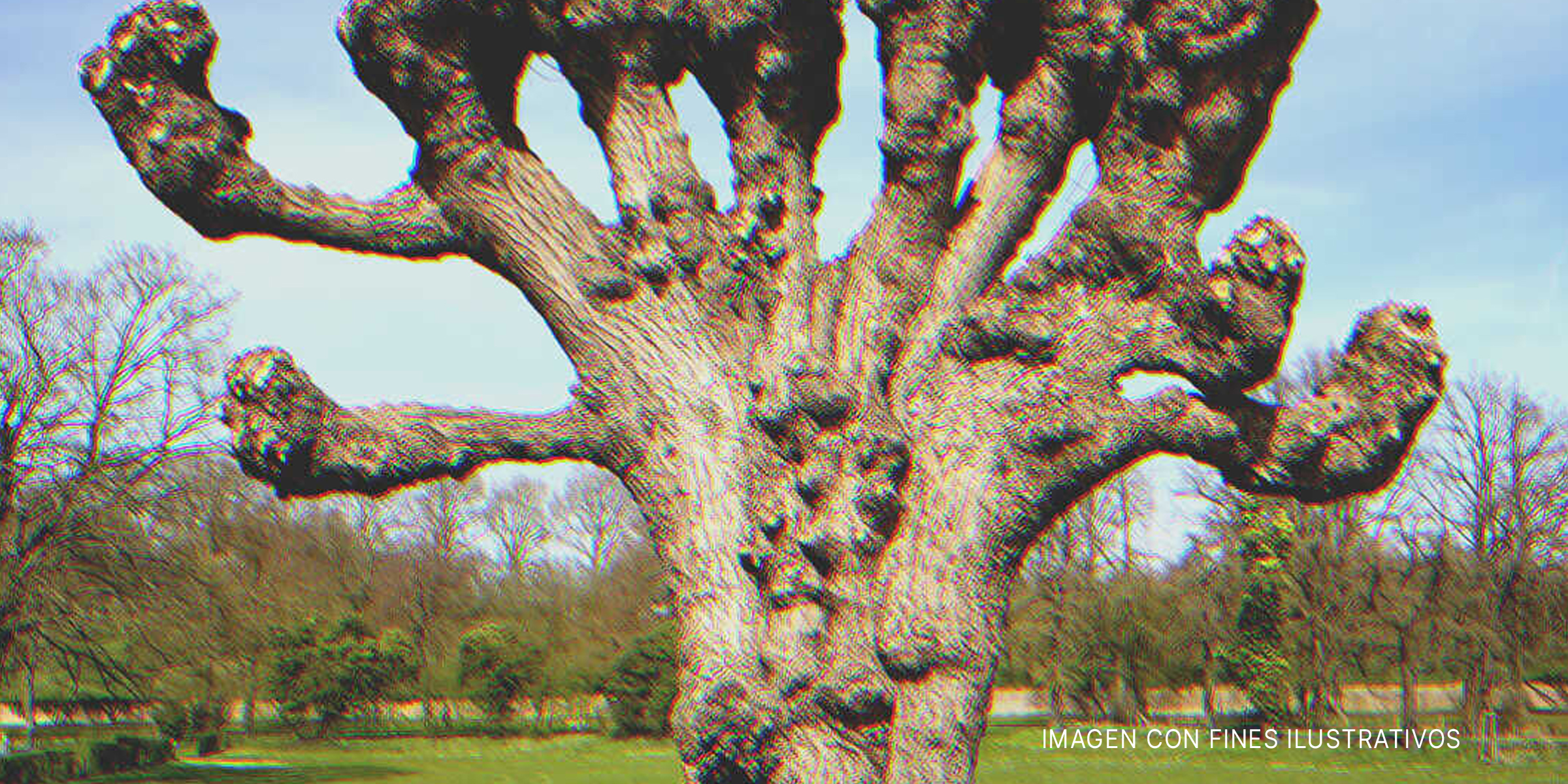 Árbol viejo sin hojas. | Foto: Shutterstock