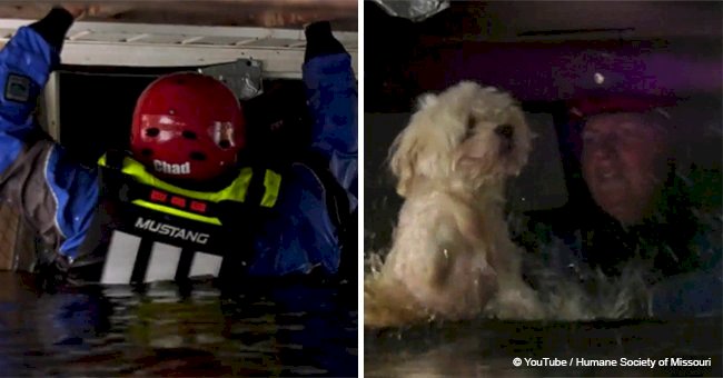 Rescuers break flooded house’s door down and find a tiny dog that was trapped for almost a week