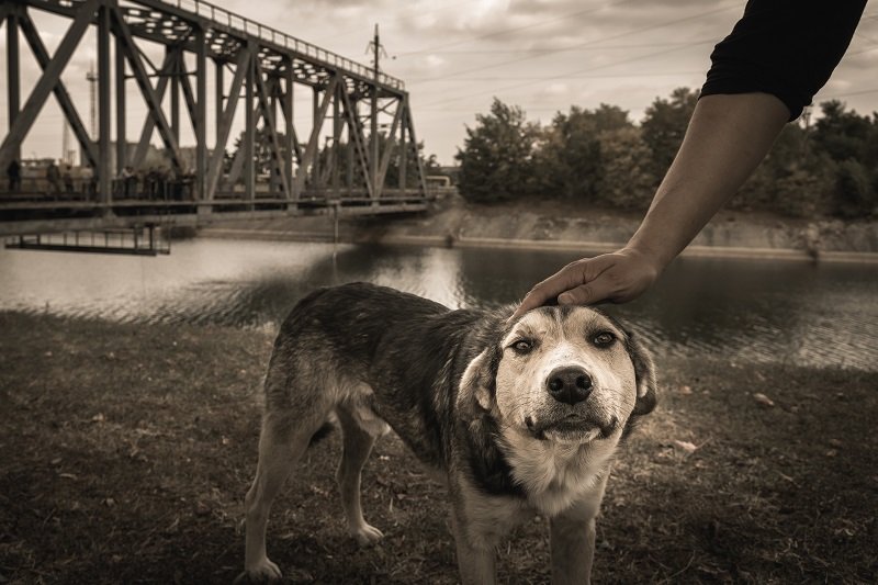 Stray dog at Chernobyl exclusion zone, Ukraine | Photo: Shutterstock