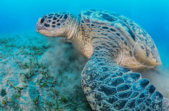 Green sea turtle feeding on sea grass in a shallow water. | Photo: Getty Images