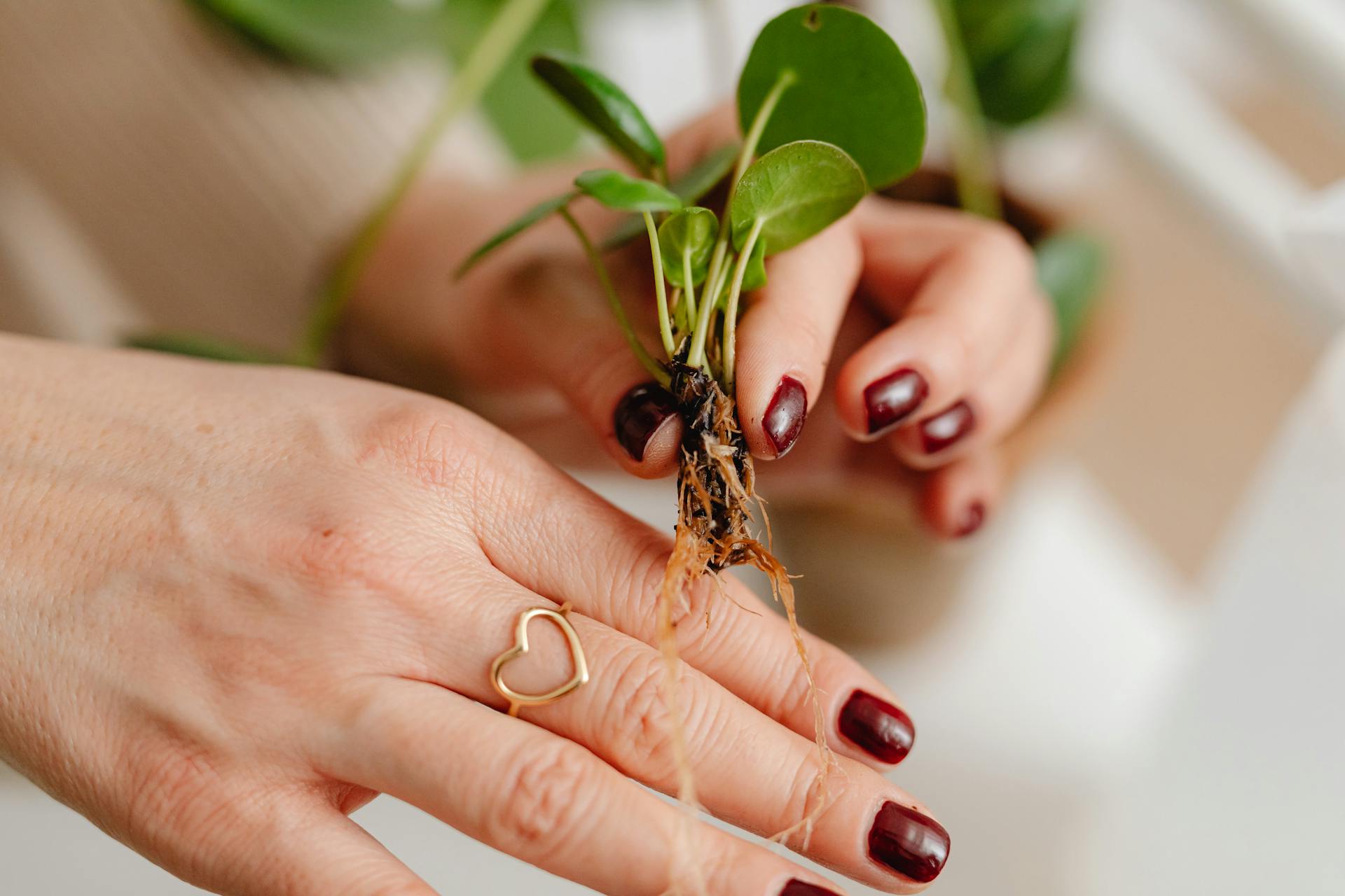 A person holding a seedling | Source: Pexels