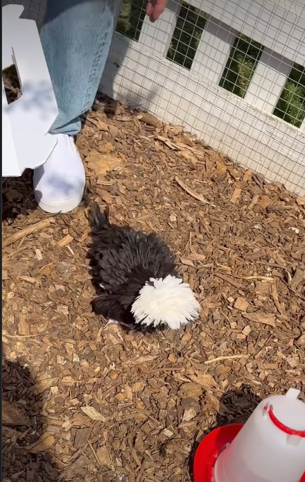 More of the chickens | Source: Instagram/victoriabeckham